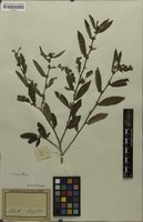 Filed as Sida acuta Burm.f. [family MALVACEAE]