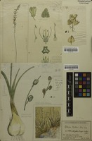Filed as Albuca abyssinica Jacq. [family ASPARAGACEAE]