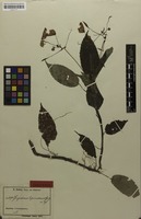 Isotype of Impatiens bipindensis Gilg [family BALSAMINACEAE]