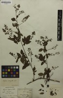 Syntype of Serjania corrugata Radlk. [family SAPINDACEAE]