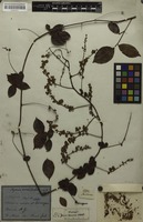 Syntype of Serjania acutidentata Radlk. [family SAPINDACEAE]