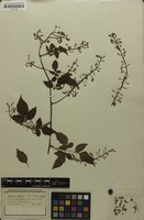 Syntype of Serjania leptocarpa Radlk. [family SAPINDACEAE]