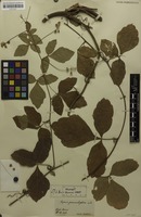 Holotype of Serjania grammatophora Radlk. [family SAPINDACEAE]