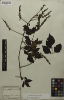 Syntype of Serjania fuscifolia Radlk. [family SAPINDACEAE]