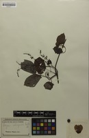 Original material? of Serjania subimpunctata Radlk. [family SAPINDACEAE]