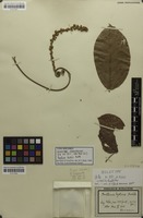 Syntype of Paullinia hystrix Radlk. [family SAPINDACEAE]