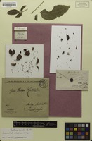 Isotype of Paullinia ternata Radlk. [family SAPINDACEAE]
