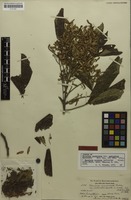 Syntype of Thouinia acuminata var. pubicalyx Radlk. [family SAPINDACEAE]