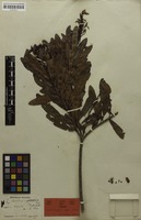 Isosyntype of Luxemburgia nobilis Eichler ex Engl. [family OCHNACEAE]