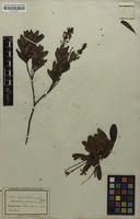 Original material of Plectanthera floribunda Mart. [family OCHNACEAE]
