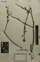 Isotype of Cespedesia excelsa Rusby [family OCHNACEAE]