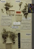 Paratype of Astragalus aberrans Förther & Podlech [family FABACEAE]