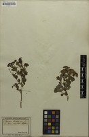 Filed as Spiraea trilobata L. [family ROSACEAE]