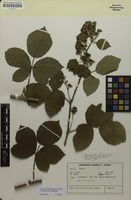 Holotype of Rubus fasciculatiformis H.E.Weber [family ROSACEAE]