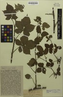 Syntype of Rubus camptostachys G.Braun [family ROSACEAE]