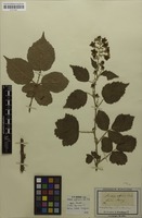 Type? of Rubus affinis Weihe & Nees; nom. illeg. [family ROSACEAE]