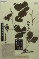 Isotype of Rubus lamprocaulos G.Braun [family ROSACEAE]
