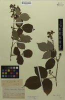 Isolectotype of Rubus indusiatus Focke [family ROSACEAE]