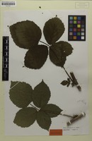 Holotype of Rubus grossus H.E.Weber [family ROSACEAE]