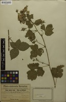 Filed as Rubus zinsmeisteri Erdner [family ROSACEAE]