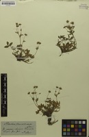 Filed as Potentilla aurea subsp. chrysocraspeda Nyman [family ROSACEAE]