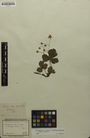 Filed as Waldsteinia ternata (Stephan) Fritsch [family ROSACEAE]