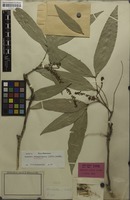 Isotype of Aphania loheri Radlk. [family SAPINDACEAE]