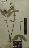 Isotype of Sapindus microcarpus Kurz [family SAPINDACEAE]
