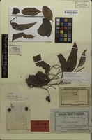 Lectotype of Guioa comesperma Radlk. [family SAPINDACEAE]