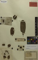 Isotype of Cupaniopsis crassivalvis Radlk. [family SAPINDACEAE]