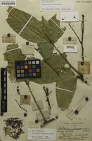 Syntype of Rhysotoechia striata Radlk. [family SAPINDACEAE]