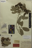 Lectotype of Arytera chartacea Radlk. [family SAPINDACEAE]