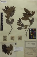 Syntype of Arytera arcuata Radlk. [family SAPINDACEAE]