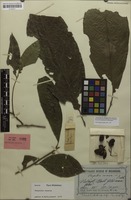 Holotype of Harpullia oococca Radlk. [family SAPINDACEAE]