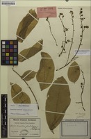 Holotype of Harpullia glanduligera Radlk. [family SAPINDACEAE]
