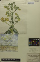 Filed as Cassia petersiana Bolle [family FABACEAE]
