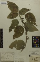 Filed as Acalypha brasiliensis Müll.Arg. [family EUPHORBIACEAE]