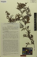 Isotype of Vicia amoena var. macrophylla B.Fedtsch. [family FABACEAE]