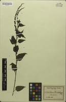 Isosyntype of Celosia schweinfurthiana Schinz [family AMARANTHACEAE]
