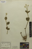 Holotype of Pfaffia velutina Mart. [family AMARANTHACEAE]