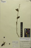 Isotype of Alternanthera markgrafii Suess. [family AMARANTHACEAE]