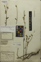 Type of Mogiphanes multicaulis Mart. [family AMARANTHACEAE]