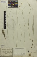 Syntype of Gomphrena angustiflora Mart. [family AMARANTHACEAE]
