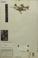 Holotype of Gomphrena bicolor Mart. [family AMARANTHACEAE]
