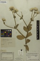 Type of Gomphrena schlechtendaliana Mart. [family AMARANTHACEAE]