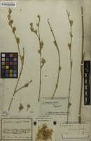 Holotype of Gomphrena virgata Mart. [family AMARANTHACEAE]