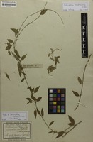 Filed as Metastelma martinicense Schltr. [family ASCLEPIADACEAE]