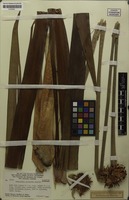 Paratype of Kunhardtia rhodantha Maguire [family RAPATEACEAE]