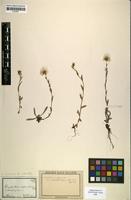 Type of Anaphalis nubigena var. intermedia Hook.f. [family ASTERACEAE]