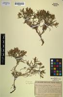 Isotype of Centaurea cycladum Heldr. [family ASTERACEAE]